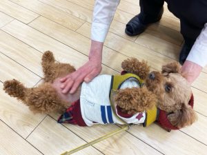 へそ天きなこちゃん