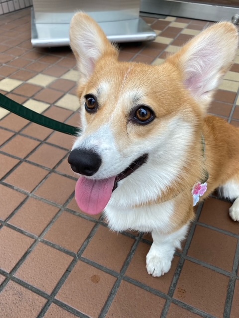 ももちゃん