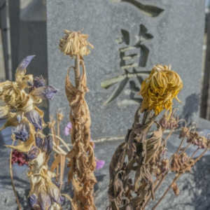 散骨とは、どういった供養方法なのか？　海洋散骨についてご紹介致します　散骨が選ばれる理由　無縁墓になる心配がない　イメージ画像